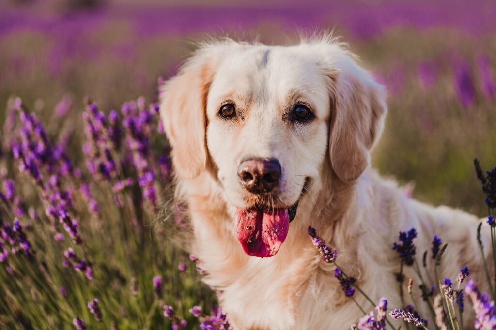 beautiful Golden Retriever dog in purple lavender field at sunset. Pets in nature and lifestyle